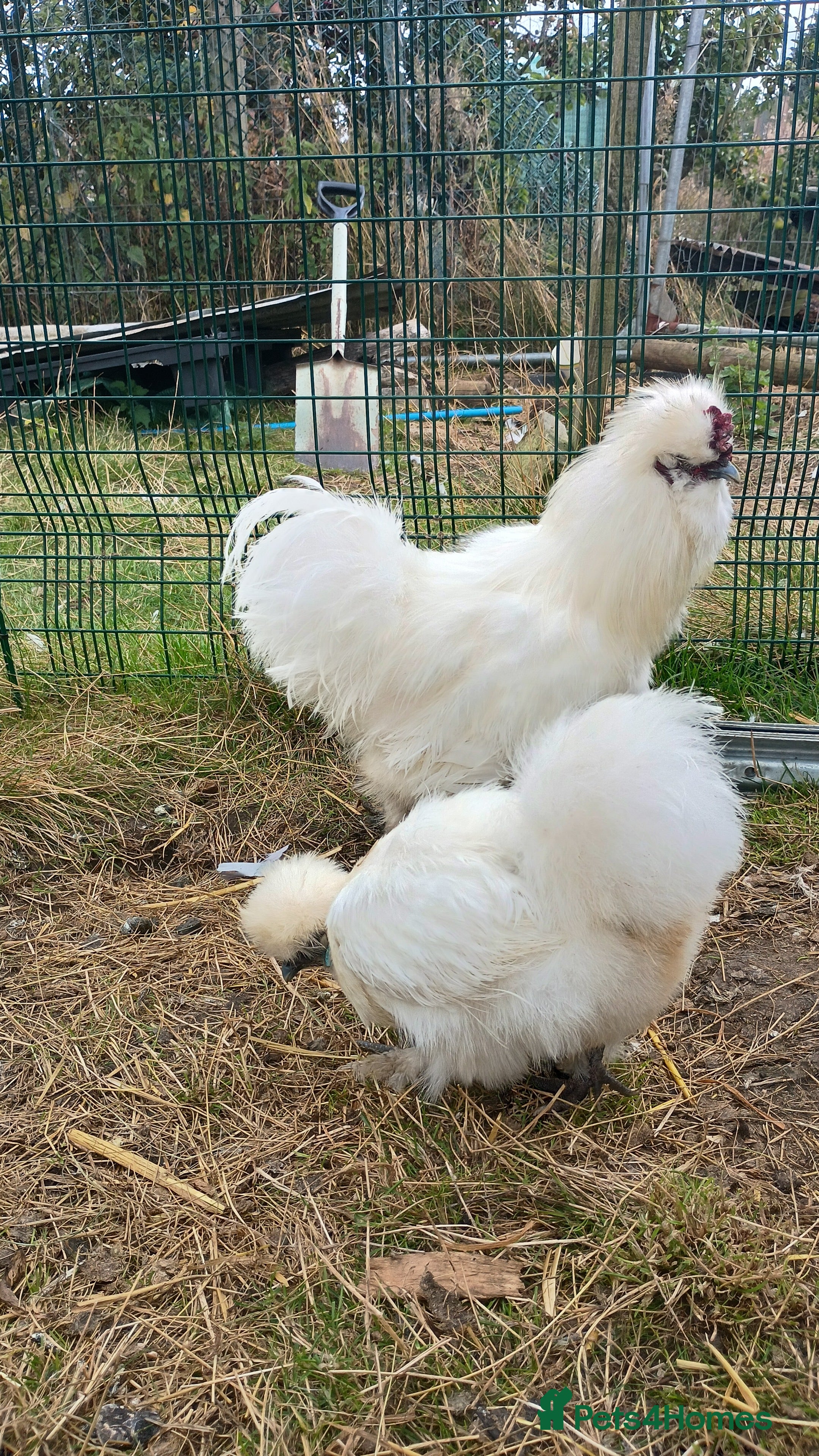 Chickens poultry 3 silkie cockerels - Advert 18