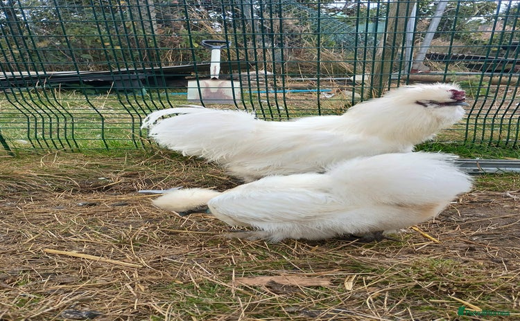 Chickens poultry - Advert 2