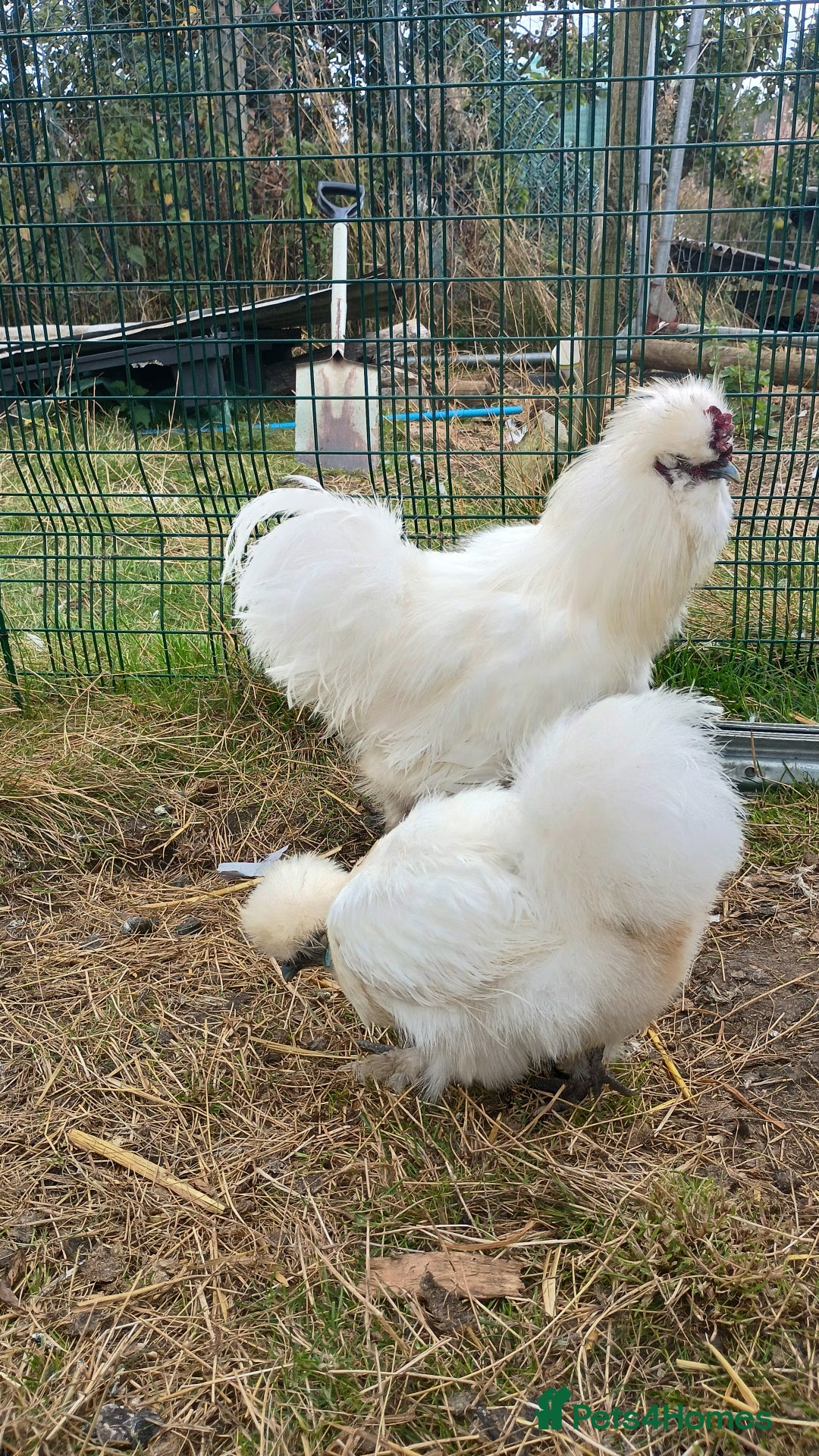 Chickens poultry for sale: 3 silkie cockerels - Image 1