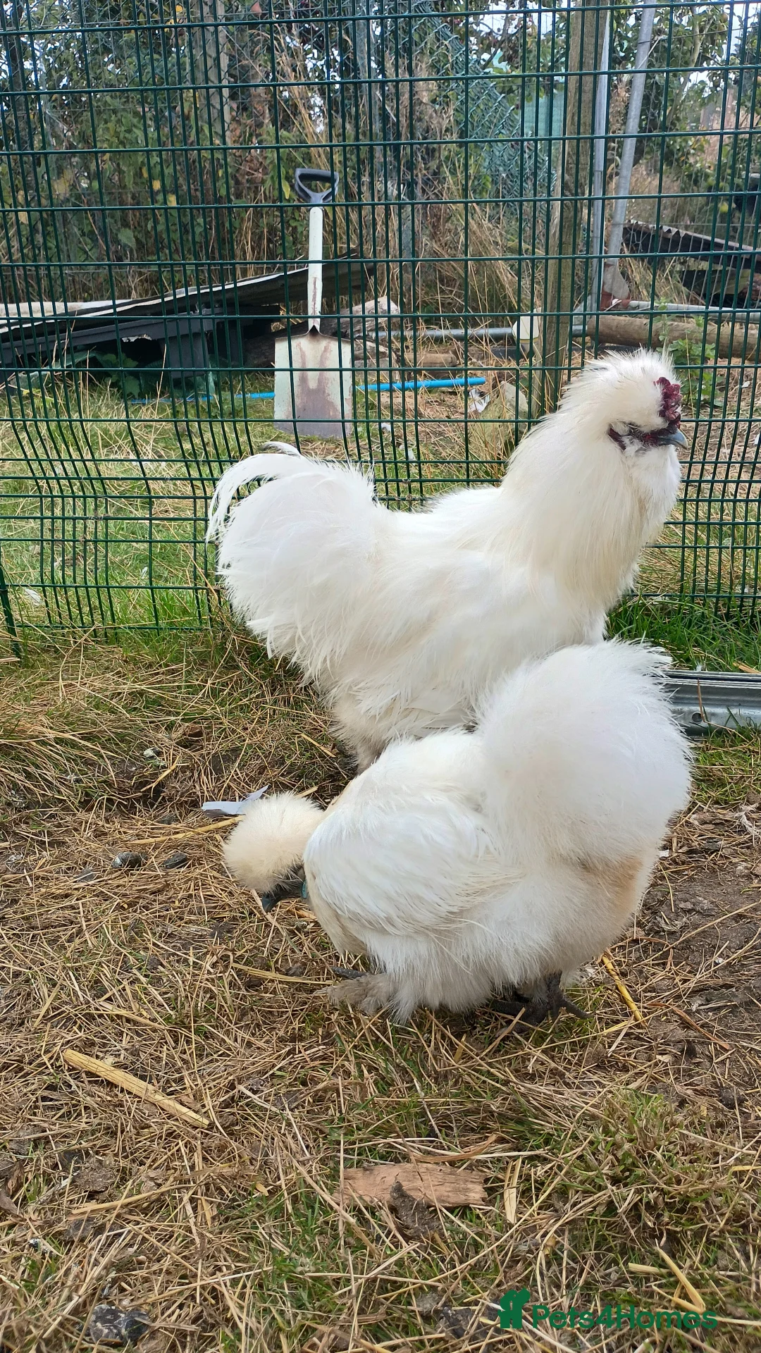 Chickens poultry for sale: 3 silkie cockerels - Advert 1