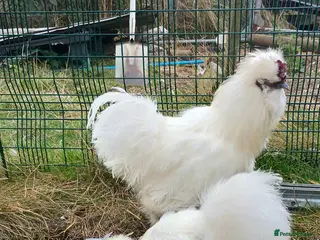 Chickens poultry 3 silkie cockerels - Advert 18
