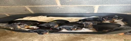 Dachshund dogs for sale: Traditional/dapple daschunds - Advert 18