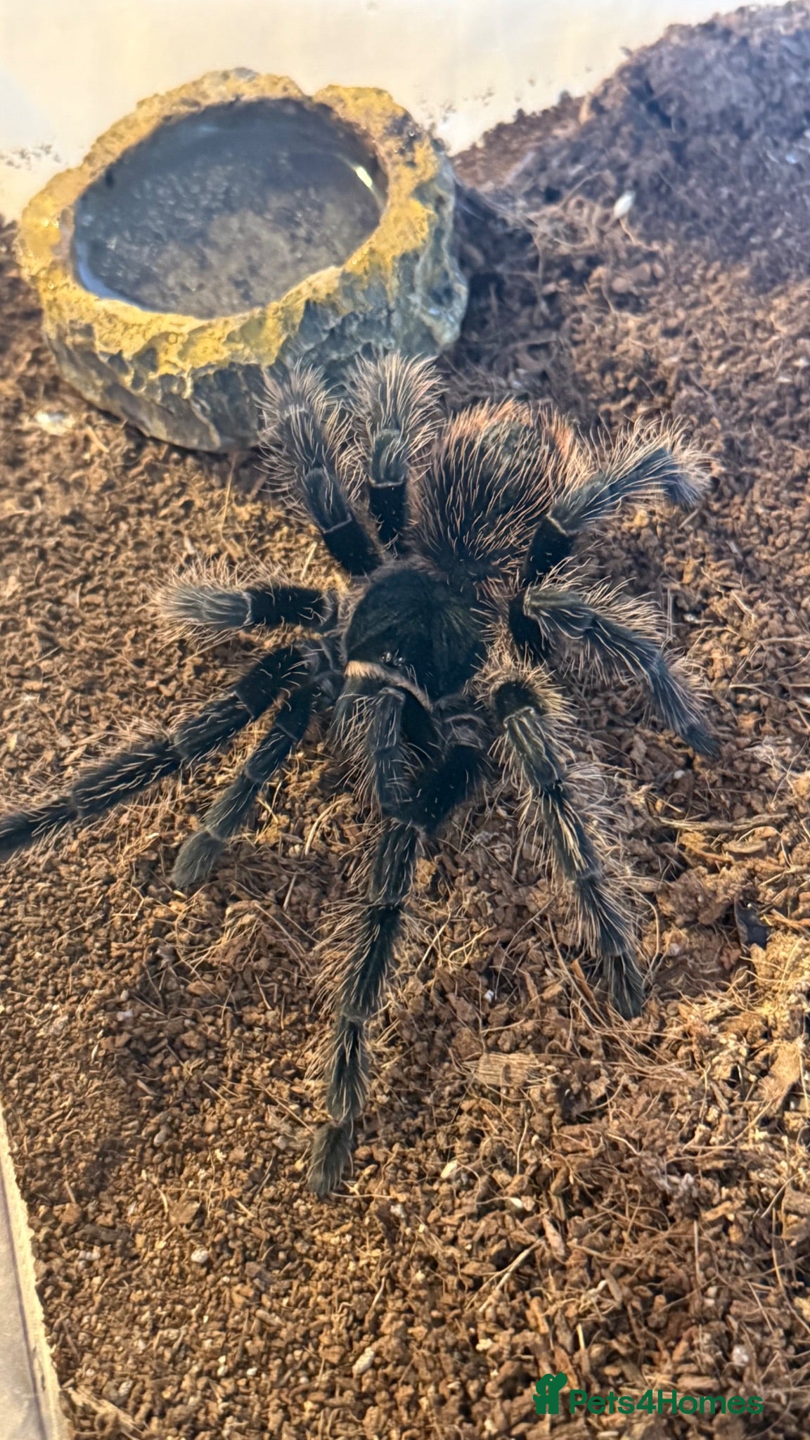 Tarantulas invertebrates Salmon pink birdeater - Advert 2