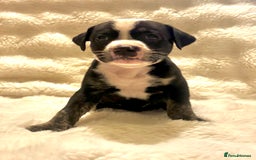 Mixed Breed dogs for sale: Staffy cross Cane corso  - Image 6