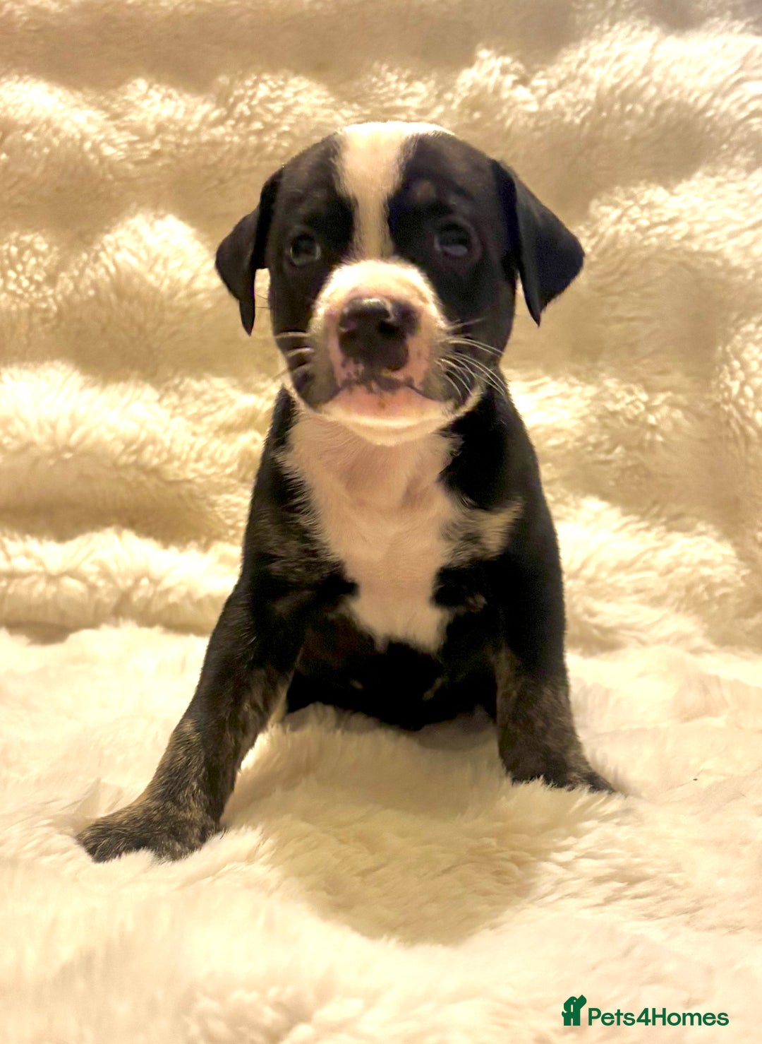 Mixed Breed dogs for sale: Staffy cross Cane corso  - Image 6