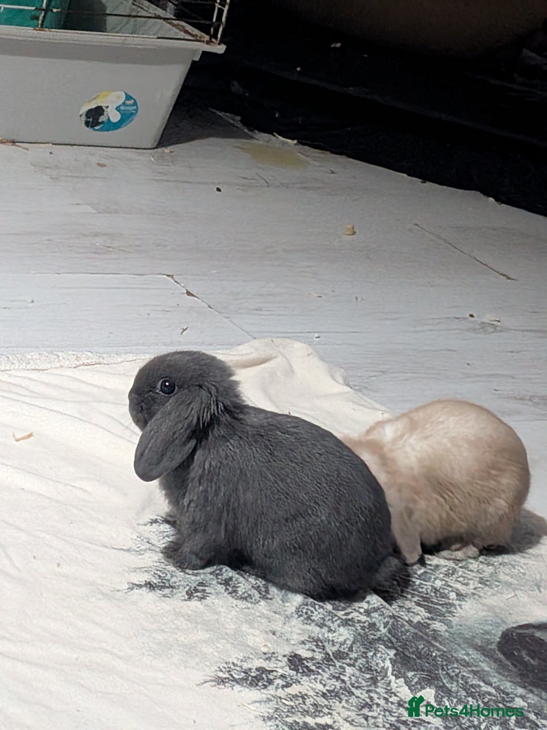 Mini Lop rabbits for sale: Baby mini lops ready for their forever homes - Advert 6