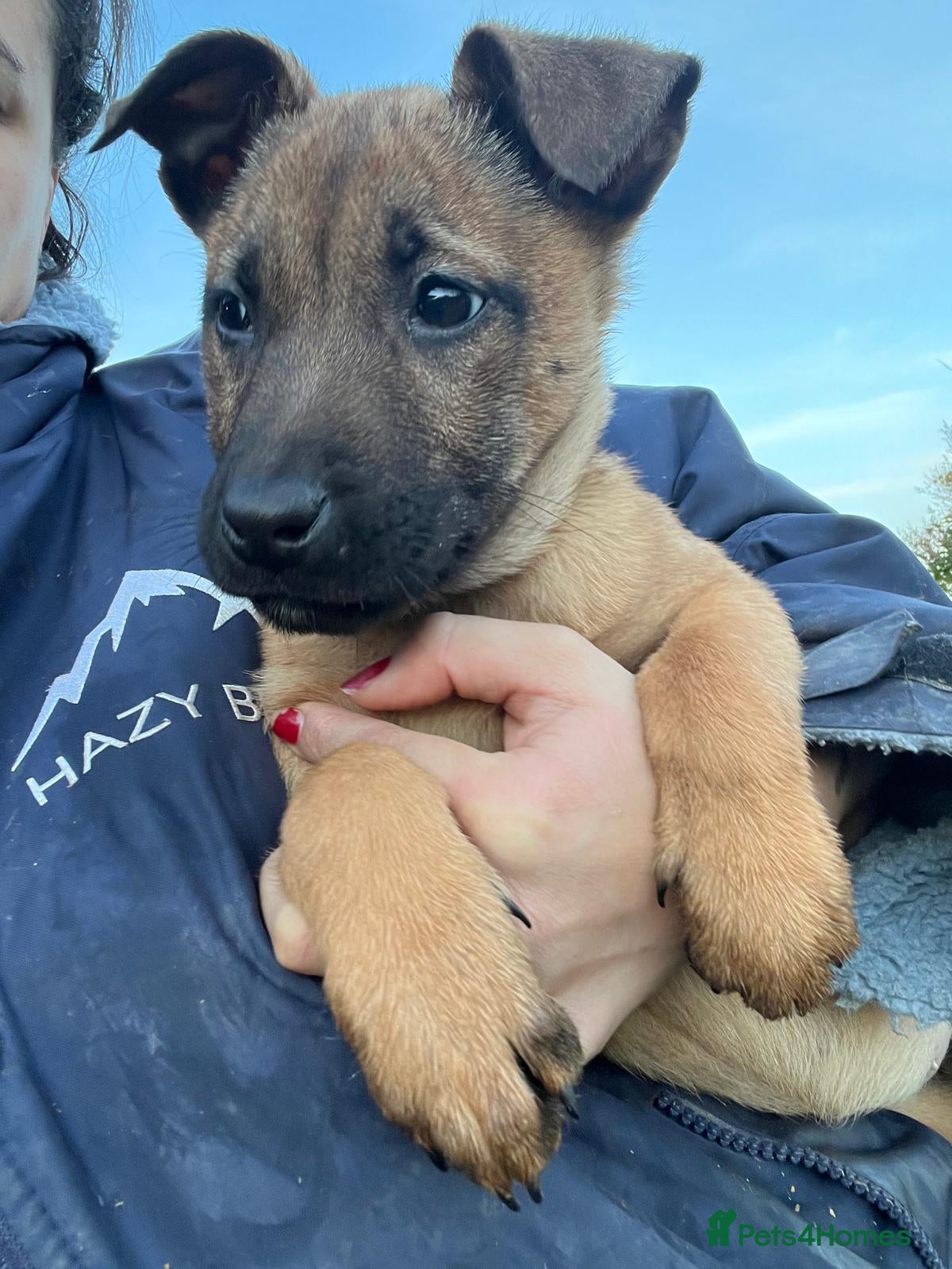 Belgian Shepherd Dog dogs Dutch Herder Puppies - Advert 13