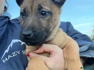 Belgian Shepherd Dog dogs Dutch Herder Puppies - Advert 13