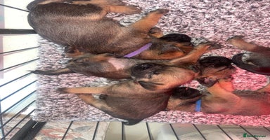 Border Terrier dogs - Advert 9