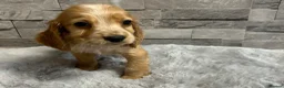 Cocker Spaniel dogs for sale: Show cocker spaniel puppies  - Advert 18