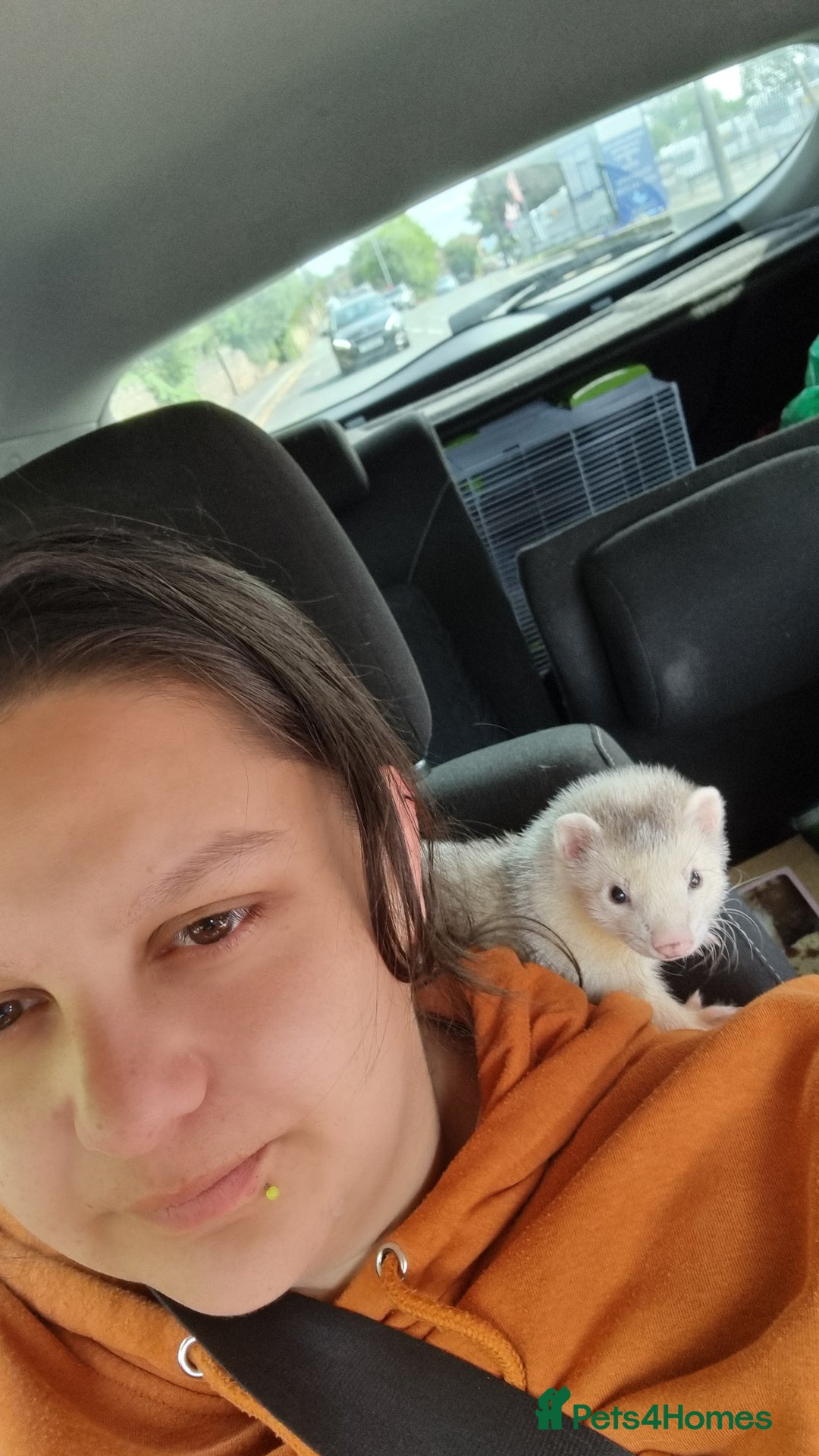 Ferret rodents for sale: Best little ferret ever - Image 1