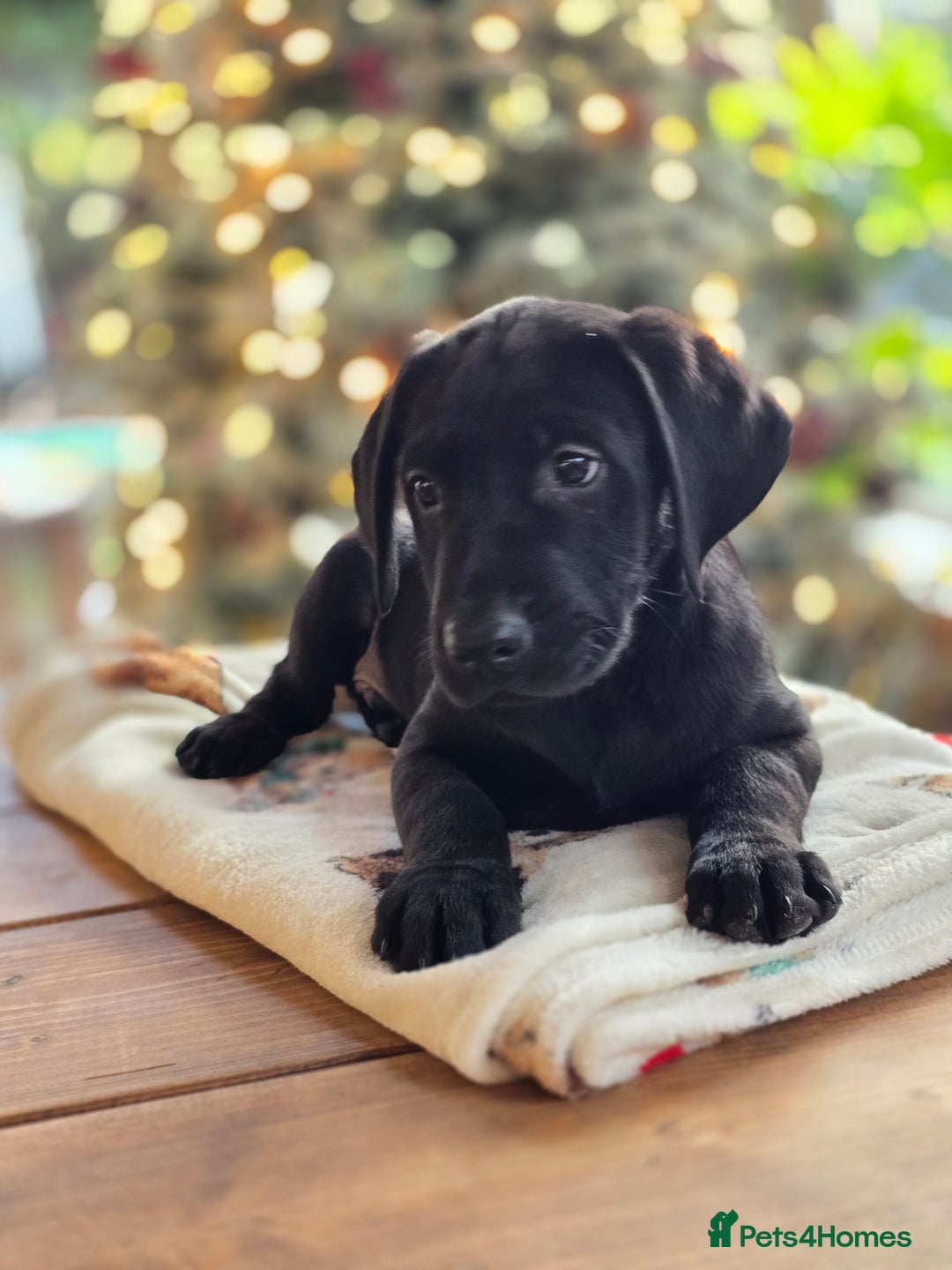 Labrador Retriever dogs for sale: One black boy looking for his forever family - Advert 6