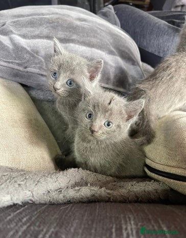 Russian Blue cats - Advert 7