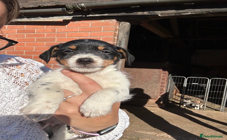 Jack Russell dogs - Advert 2