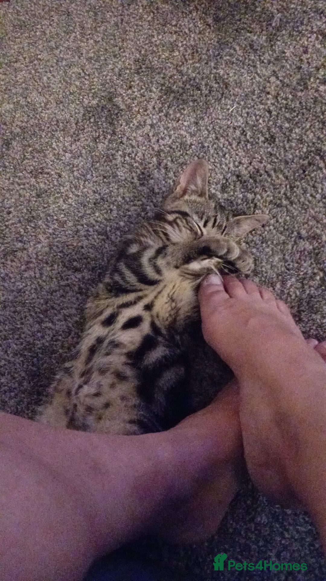 Mixed Breed cats for sale: Gorgeous Bengal X Boy Kitten 😸 💖  - Image 4