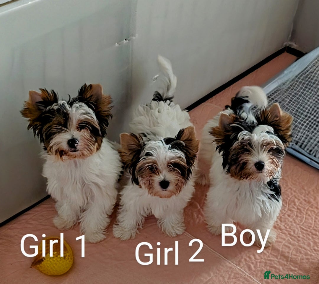 Biewer Terrier dogs for sale: Biewer - Image 2