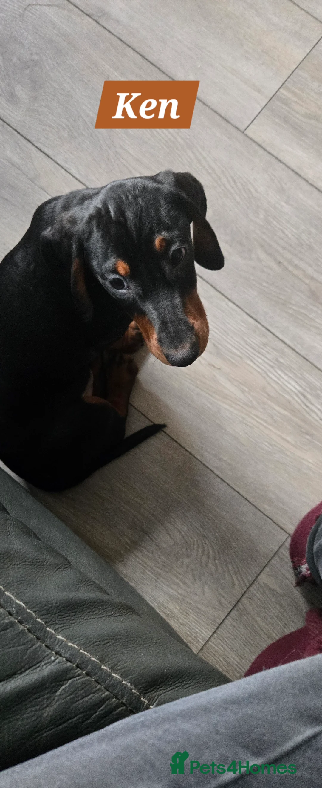 Dachshund dogs for sale: Beautiful Daxis - Advert 15