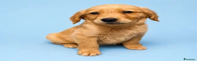 Golden Retriever 1