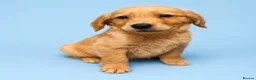Golden Retriever dogs for sale: Golden retriever puppies💙💕 - Advert 4