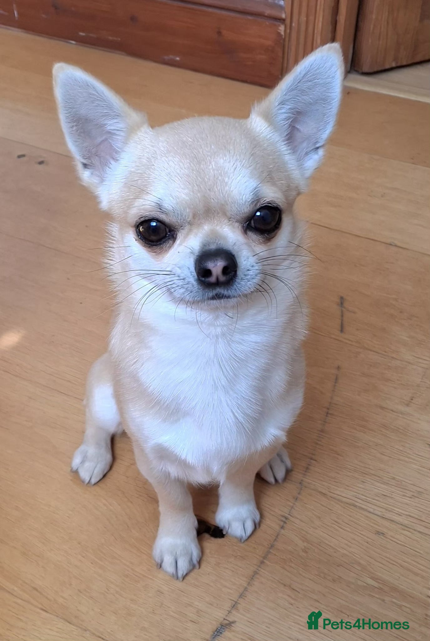 Chihuahua dogs KC reg. 'Forest' for stud not sale - Advert 1
