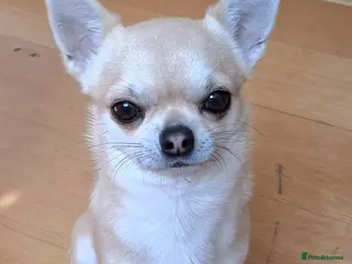 Chihuahua dogs for stud: KC reg. 'Forest' for stud not sale - Advert 2