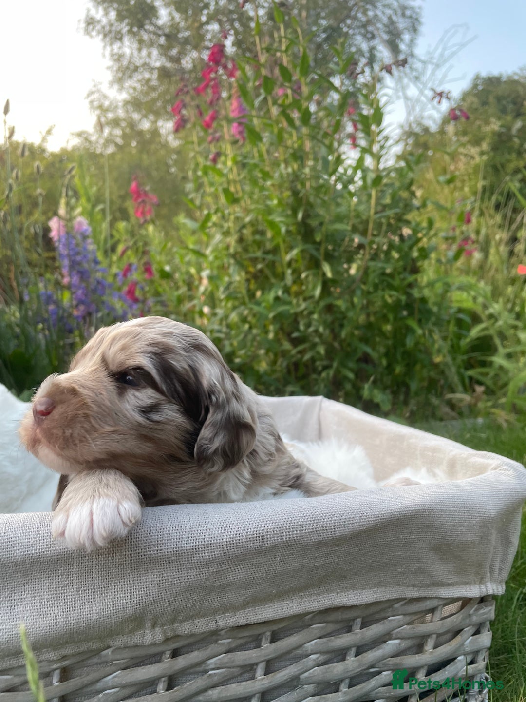 Sproodle dogs for sale: Sproodle Puppy 3 - 💥 Rare Gorgeous Chocolate Merle Sproodles 🐶 - Image 16