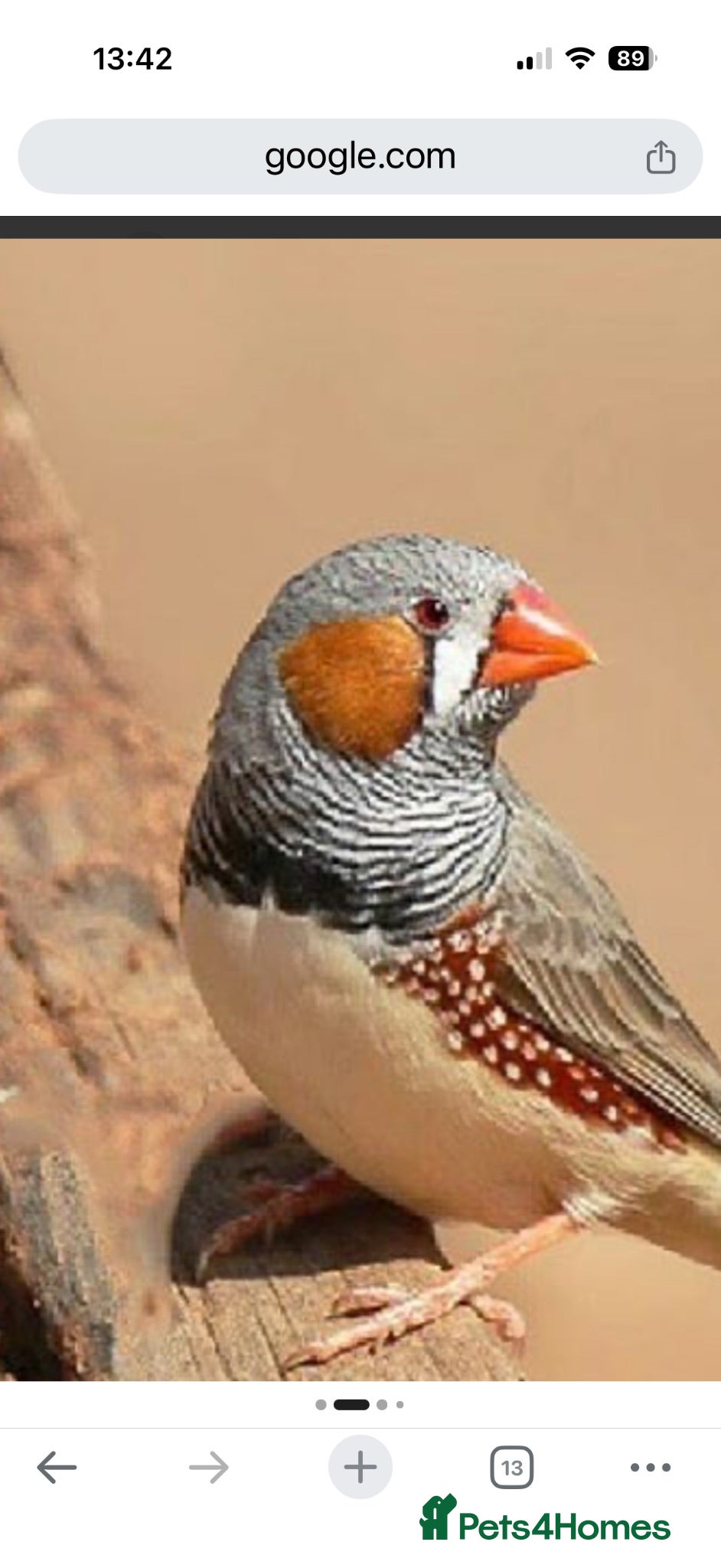 Finches birds 9 zebra finch, male and female - Advert 2