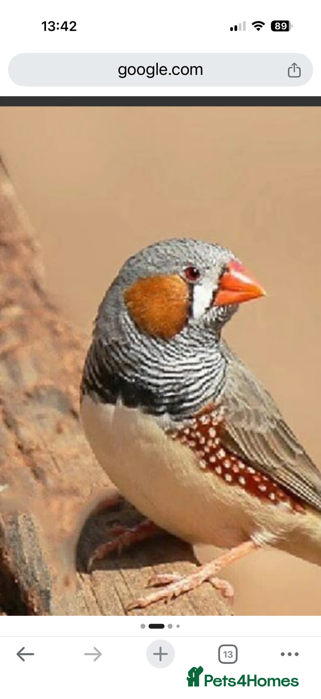 Finches birds for sale: 9 zebra finch, male and female - Advert 1