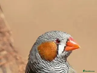 Finches birds 9 zebra finch, male and female - Advert 1