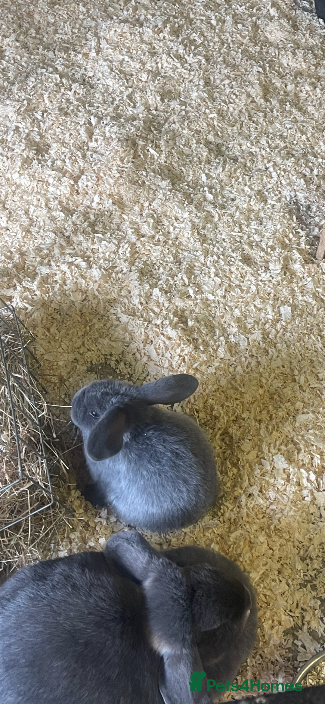 Mini Lop rabbits for sale: Mini lop boys - Advert 5