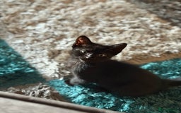British Shorthair cats for sale: Last Kitten Remaining - Image 4