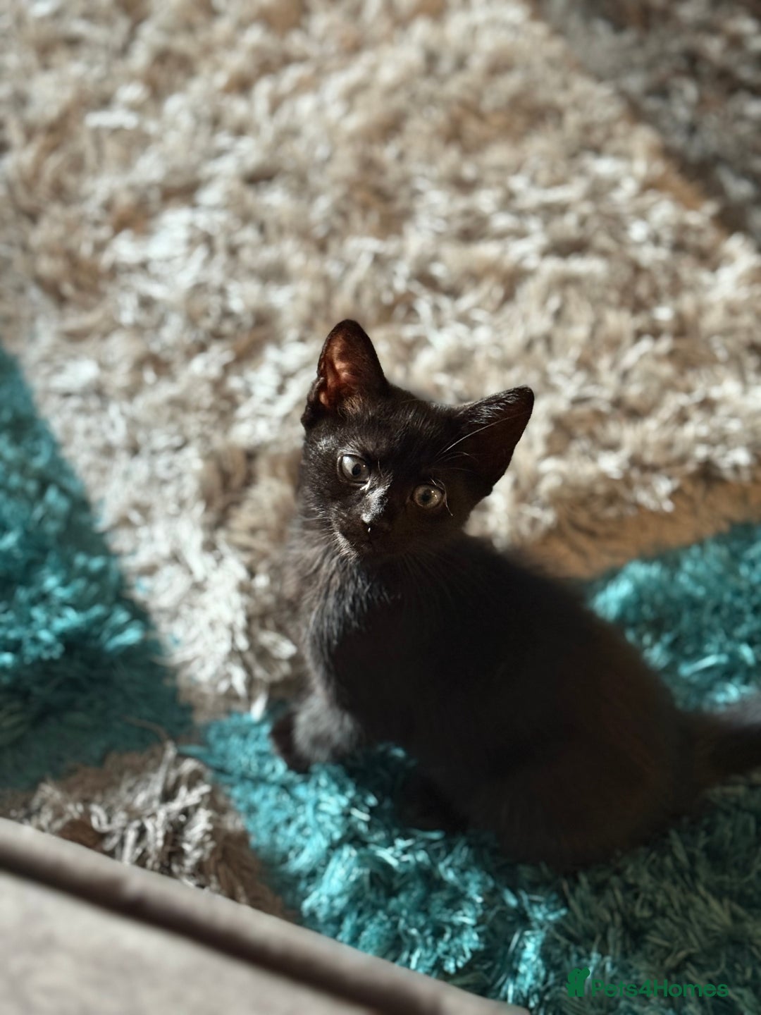 British Shorthair cats for sale: Last Kitten Remaining - Image 4