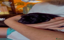 Mixed Breed dogs for sale: Blue staff x Black labrador puppies  - Advert 3