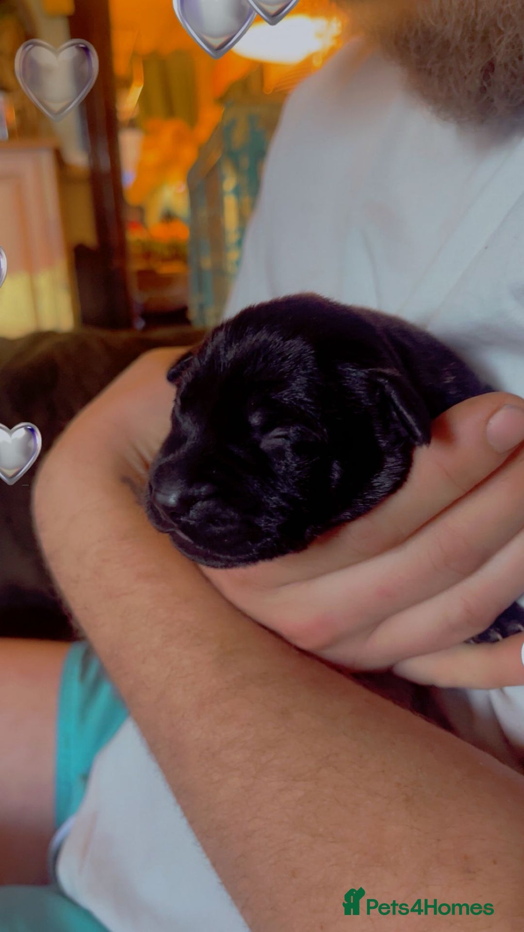 Mixed Breed dogs for sale: Blue staff x Black labrador puppies  - Advert 3