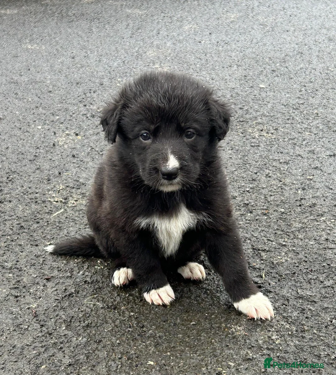 Mixed Breed dogs for sale: Shollie Pups(German Shepherd x Collie) - Advert 1