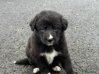 Mixed Breed dogs Shollie Pups(German Shepherd x Collie) - Advert 1