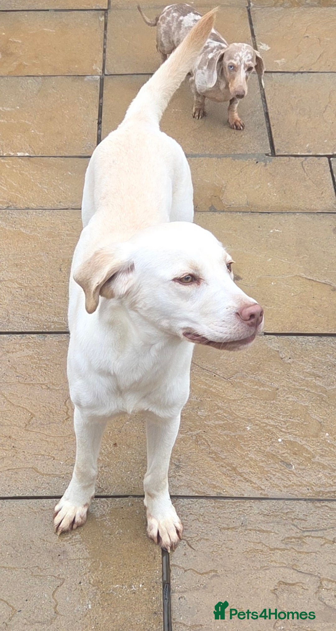 Labrador Retriever dogs for sale: Kc registered champagne labrador bitch - Advert 6