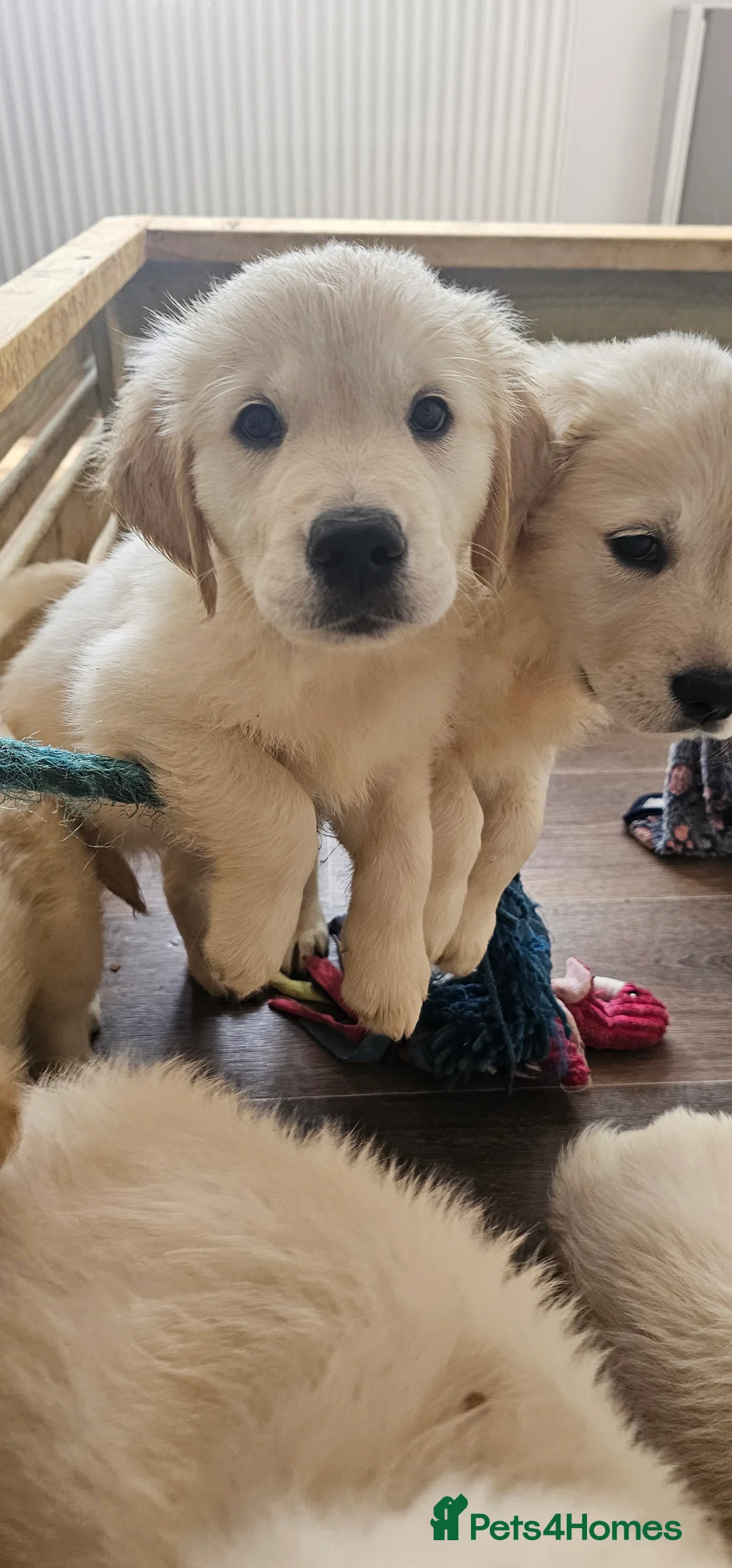 Golden Retriever dogs for sale: KC Golden Retriever Puppies READY TO GO NOW - Advert 2