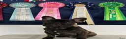 French Bulldog dogs for sale: 🏆Frenchbulldog pups🏆 - Advert 14
