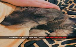 Dachshund dogs for sale: Male Wirehaired dachshund *PET ONLY HOME!!!  - Image 1