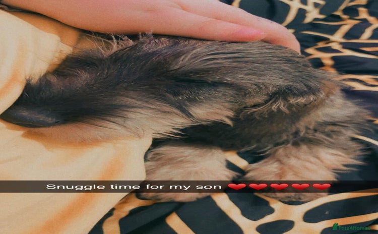 Dachshund dogs - Advert 2