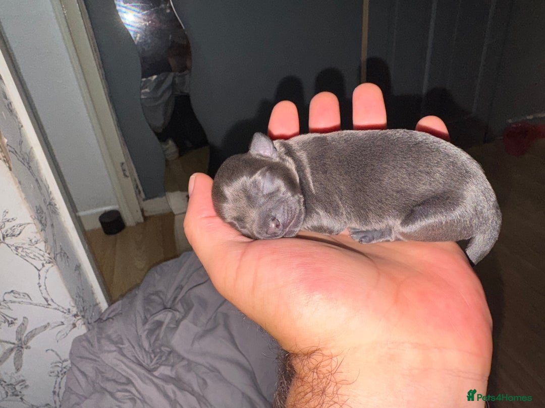 Chihuahua dogs for sale: 2 male 1 female tiny chihuahua  - Image 11