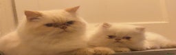 Persian cats for sale: Flame point twins - Advert 9