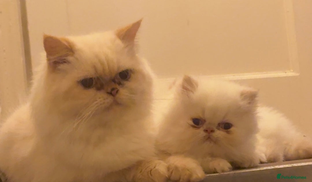 Persian cats for sale: Flame point twins - Advert 9