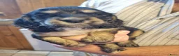 Cocker Spaniel dogs for sale: Gorgeous Sable Cocker Spaniels  - Advert 12