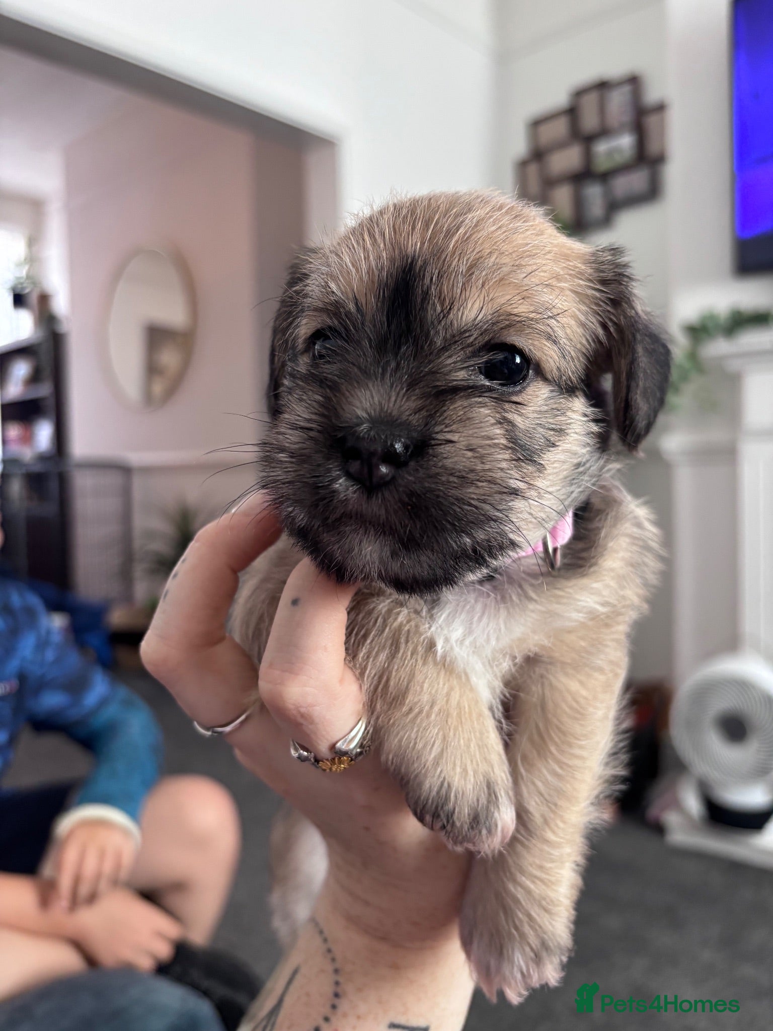 Mixed Breed dogs Female Schapso puppy  - Advert 12
