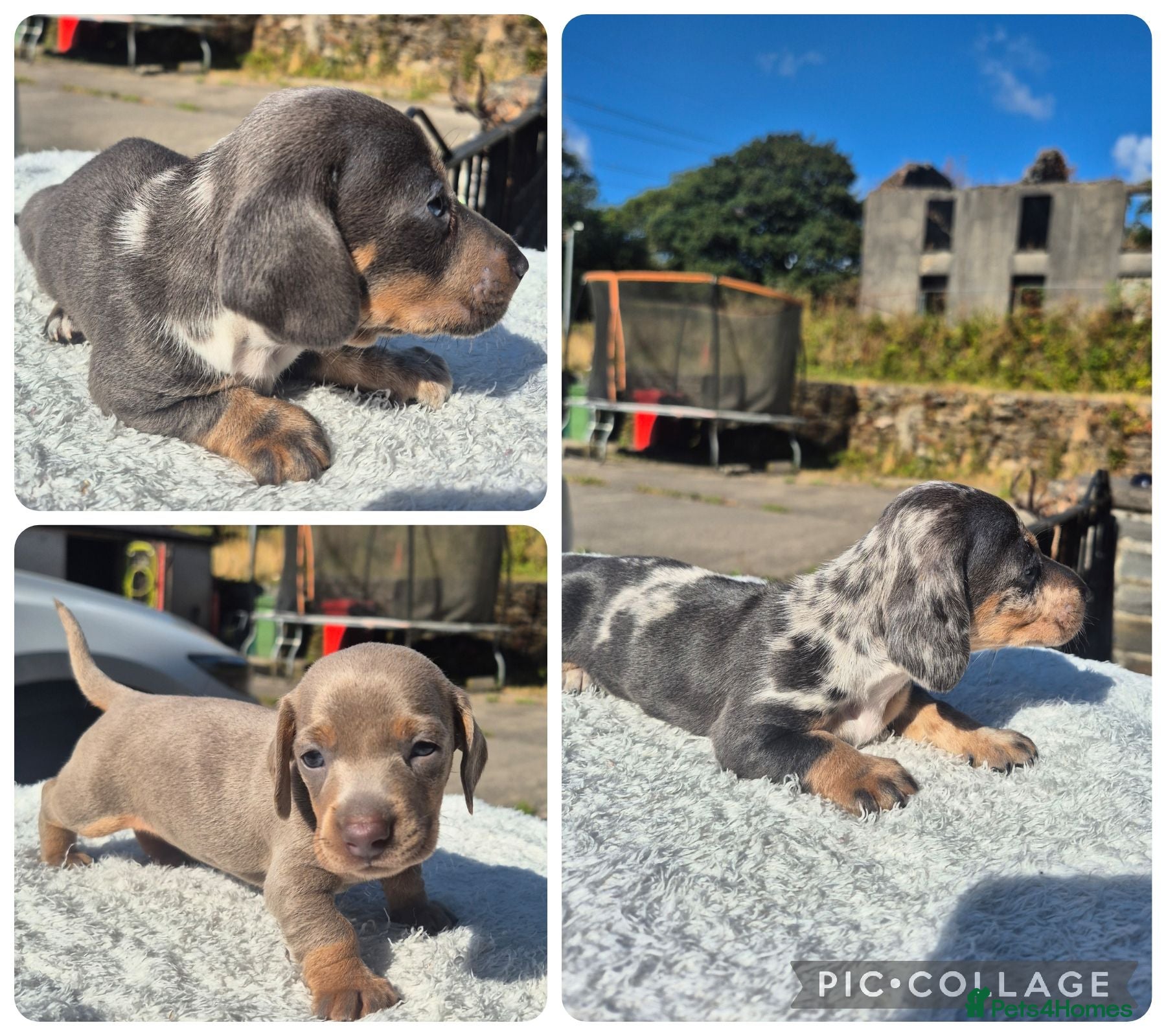 Miniature Dachshund dogs  PRA CLEAR MINIATURE DACHSHUND PUPPIES - Advert 11