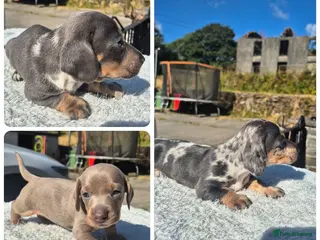 Miniature Dachshund dogs PRA CLEAR MINIATURE DACHSHUND PUPPIES - Advert 2