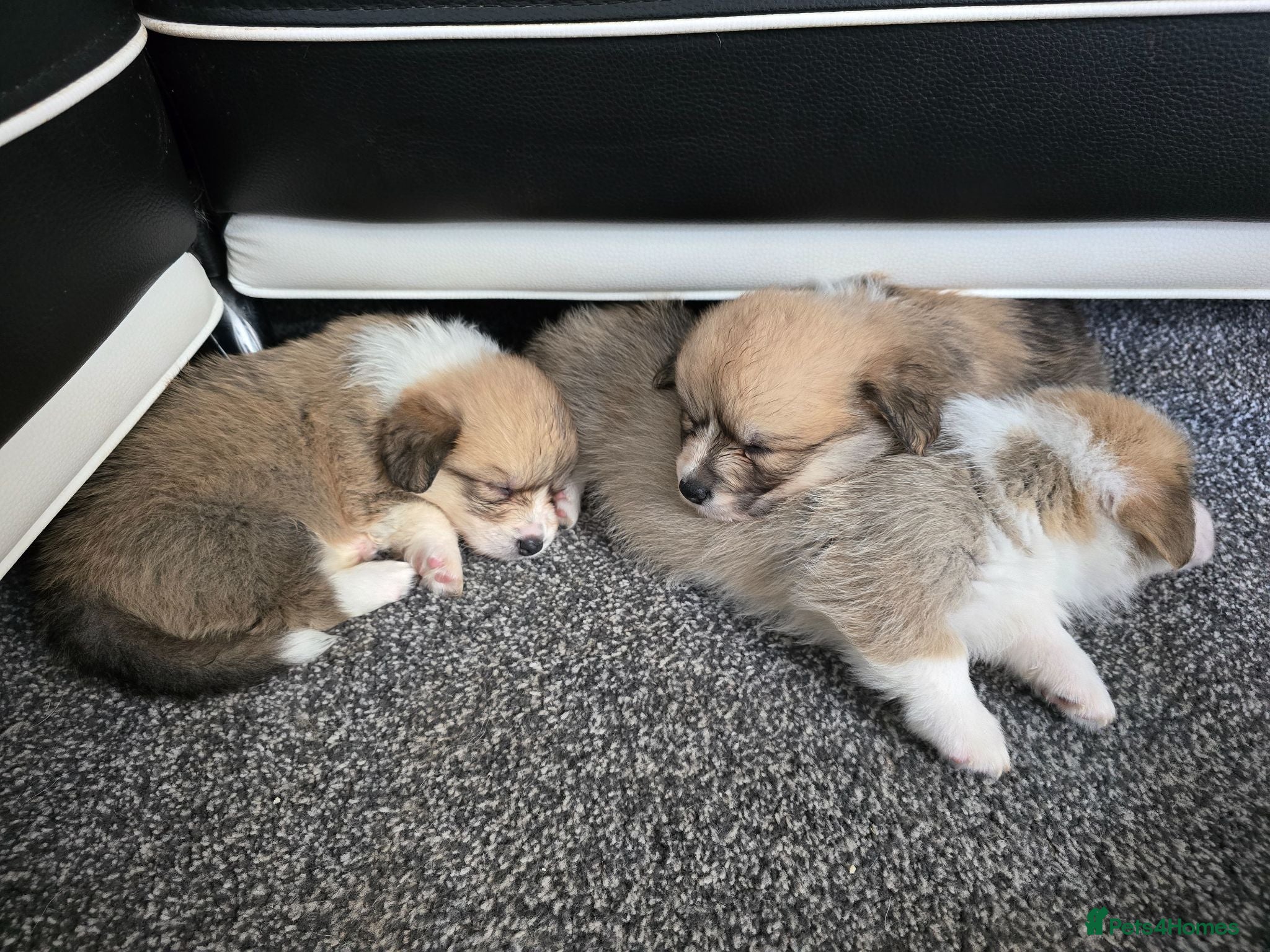 Welsh Corgi Pembroke dogs 🌟Last one available🌟KC Welsh Pembroke Corgi. - Advert 1