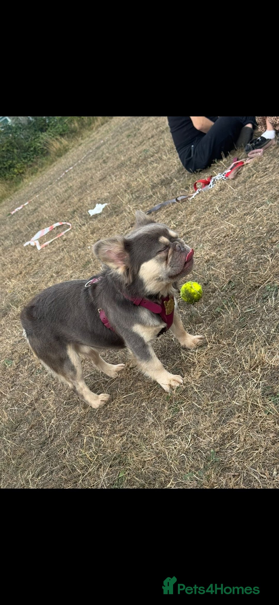 French Bulldog dogs for sale: Beautiful fluffy French bulldog kc reg - Advert 4